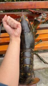 Live Maine Lobster photo review