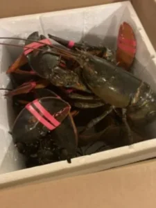 Live Maine Lobster photo review