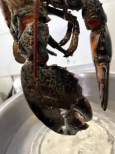 Live Maine Lobster photo review