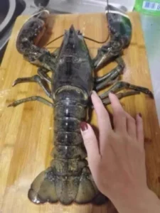 Live Maine Lobster photo review