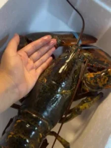 Live Maine Lobster photo review